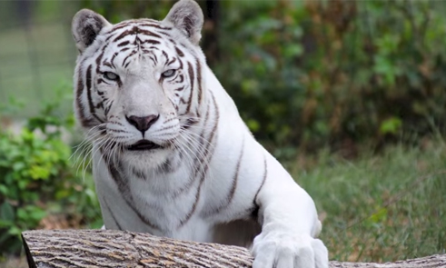 white tiger