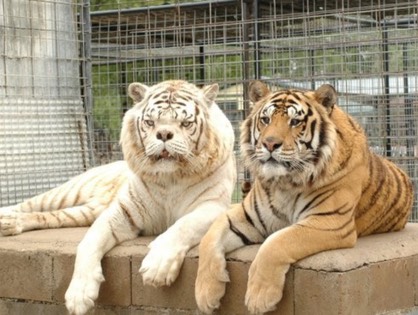 white tiger tiger